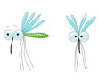 flying mosquito