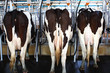 Three cows in milking industry