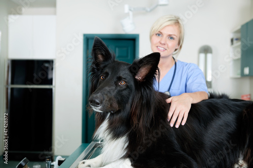 Photo: Female Veterinarian Doctor With A Dog At Clinic Female Veterinarian Doctor With A Dog At Clinic