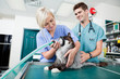 Vet Surgery Preparation
