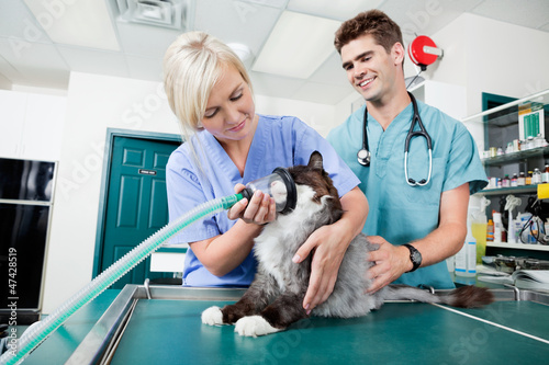 Photo: Vet Surgery Preparation Vet Surgery Preparation
