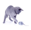 Junge Karthäuser Katze spielt mit Stoffmaus