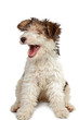 funny fox terrier puppy with open jaws on white background
