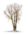 Arbre sans feuilles sur fond blanc