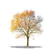 Arbre sans feuilles sur fond blanc