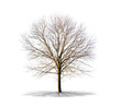 Arbre sans feuilles sur fond blanc