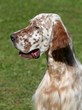 Portrait of an English Setter on the green grass