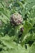 Pianta di carciofo - Artichoke