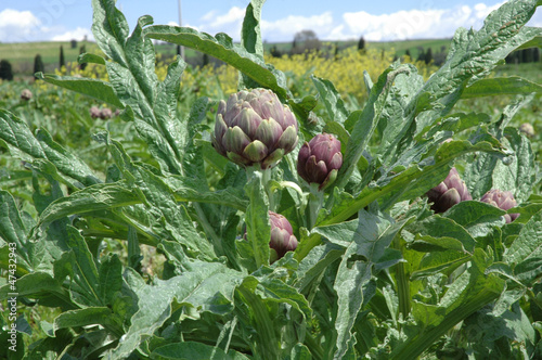Photo: Piante di carciofo - Artichokes Piante di carciofo - Artichokes