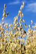 Ripe Oat