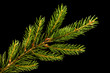 Fresh green fir branch isolated on black background
