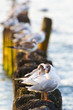 Gulls on groynes in the surf on the Polish Baltic coast