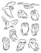 Vektor: Owls Owls