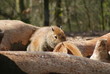 Capybara - Hydrochoerus hydrochaeris