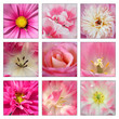 Collage Of Pink Flowers