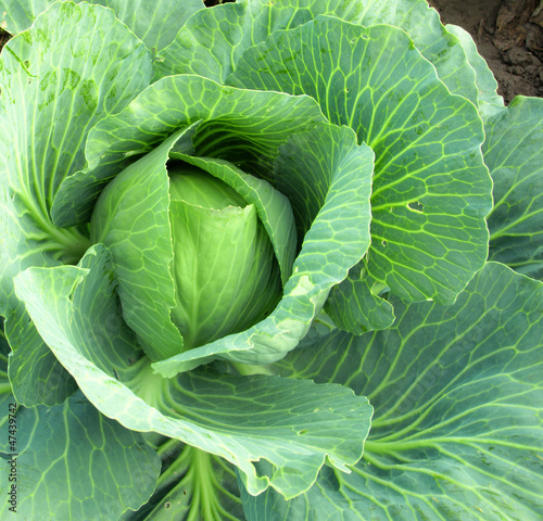 Photo: Cabbage closeup Cabbage closeup