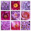 Collage of pink and purple flowers