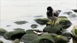 Fisch fressender Vogel - Bird eating fish at the seaside