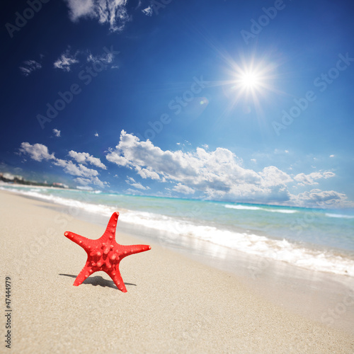 Photo: close up red starfish on beach close up red starfish on beach