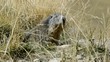 Murmeltier, marmota marmota