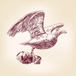 seagull hand drawn