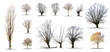 lot d'arbres sans feuilles sur fond blanc en haute définition