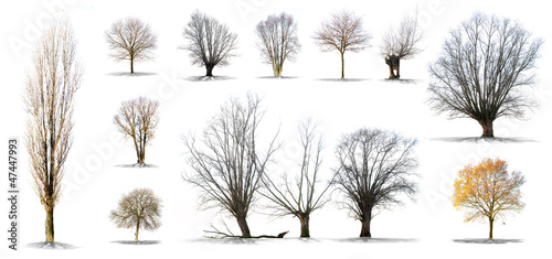 Photo : lot d'arbres sans feuilles sur fond blanc en haute dÃ©finition