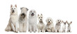 Group of white dogs sitting, from taller to smaller