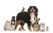 Group Of Pets