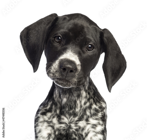 Photo: German Shorthaired Pointer, 10 weeks old, close up German Shorthaired Pointer, 10 weeks old, close up