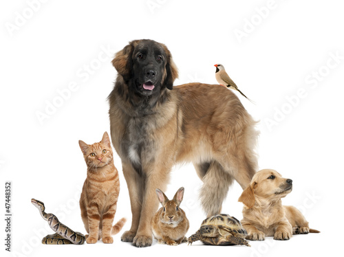 Photo: Group of pets Group of pets
