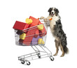 Australian Shepherd pushing a shopping cart full of presents