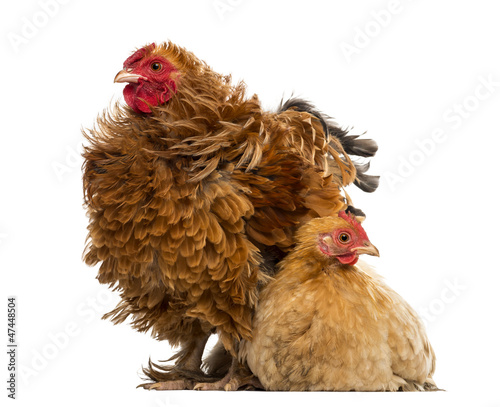 Photo: Crossbreed rooster, Pekin and Wyandotte, standing Crossbreed rooster, Pekin and Wyandotte, standing
