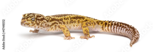 Photo: Leopard gecko, Eublepharis macularius Leopard gecko, Eublepharis macularius