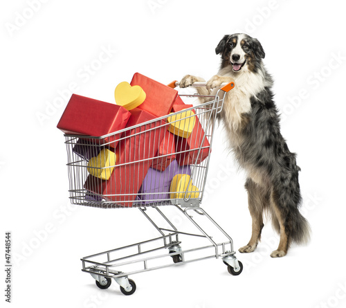 Photo: Australian Shepherd pushing a shopping cart full of presents Australian Shepherd pushing a shopping cart full of presents