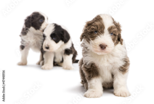 Photo: Bearded Collie puppy, 6 weeks old, sitting Bearded Collie puppy, 6 weeks old, sitting