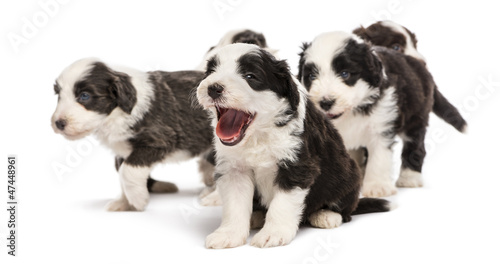 Photo: Bearded Collie puppies, 6 weeks old, sitting, standing Bearded Collie puppies, 6 weeks old, sitting, standing
