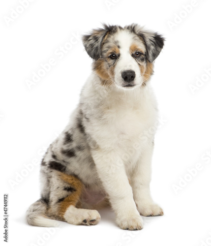 Photo: Australian Shepherd puppy, 3 months old, sitting Australian Shepherd puppy, 3 months old, sitting