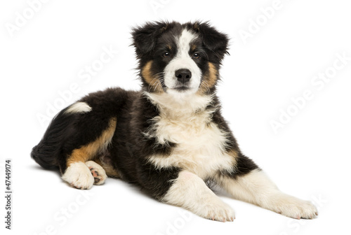 Photo: Australian Shepherd puppy, 3 months old, lying Australian Shepherd puppy, 3 months old, lying