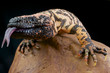 Gila monster / Heloderma suspectum
