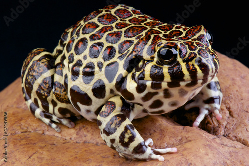 Photo: Coralline frog / Leptodactylus laticeps Coralline frog / Leptodactylus laticeps