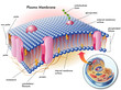 membrana plasmatica