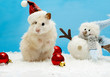 Dwarf hamster with christmas red hat