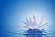 Illustration: Floating waterlily Floating waterlily