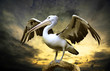 Pelican