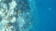 Overhead footage of a coral reef dropping off into deep ocean