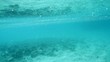 Underwater footage from just below the sea's surface