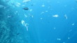Fish swimming gracefully in a clear blue ocean