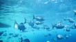 Enjoying the ocean's diversity