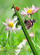 dew on green grass with butterfly and ladybug